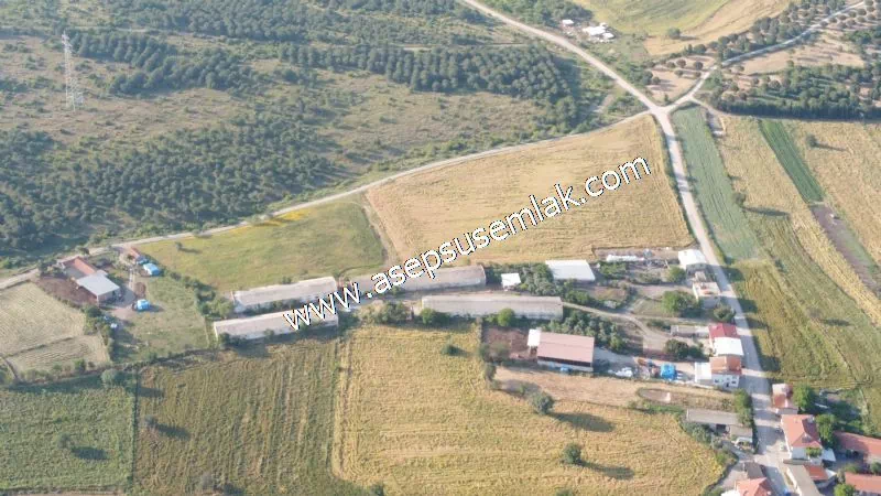 1.306 M2 Satılık Tavuk Çiftliği Her şeyi Hazır