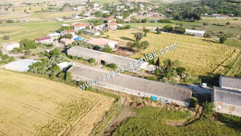 1.306 M2 Satılık Tavuk Çiftliği Her şeyi Hazır