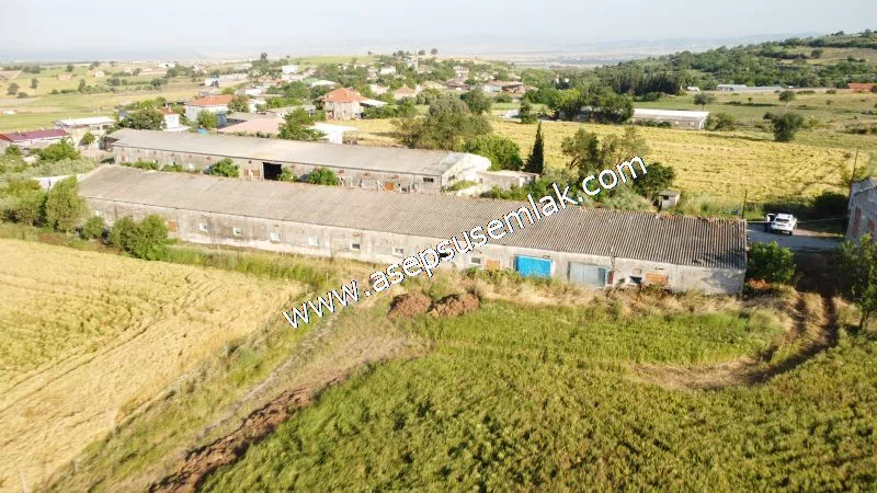1.306 M2 Satılık Tavuk Çiftliği Her şeyi Hazır