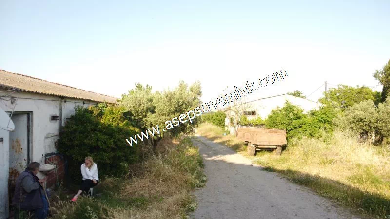 1.306 M2 Satılık Tavuk Çiftliği Her şeyi Hazır