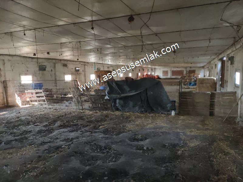 1.306 M2 Satılık Tavuk Çiftliği Her şeyi Hazır