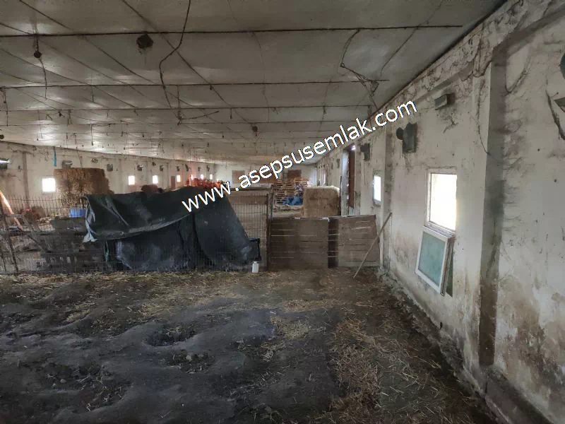 1.306 M2 Satılık Tavuk Çiftliği Her şeyi Hazır