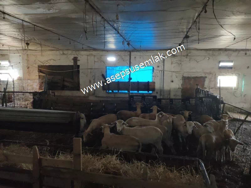 1.306 M2 Satılık Tavuk Çiftliği Her şeyi Hazır