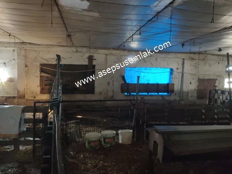 1.306 M2 Satılık Tavuk Çiftliği Her şeyi Hazır