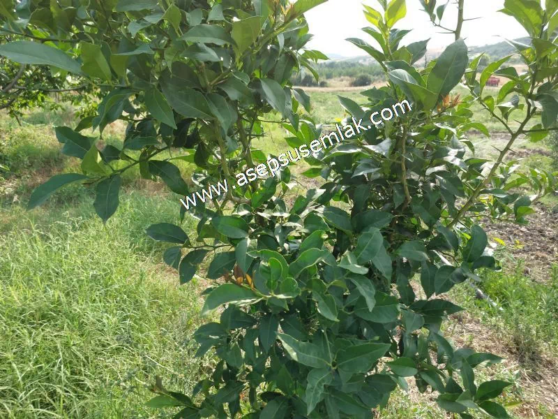 831 M2 KADASTRO YOLLU BAHÇE