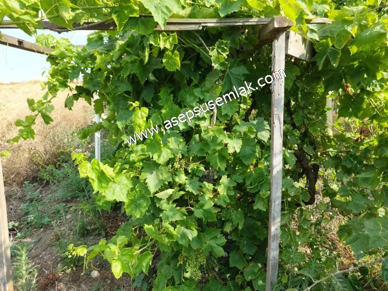 831 M2 KADASTRO YOLLU BAHÇE