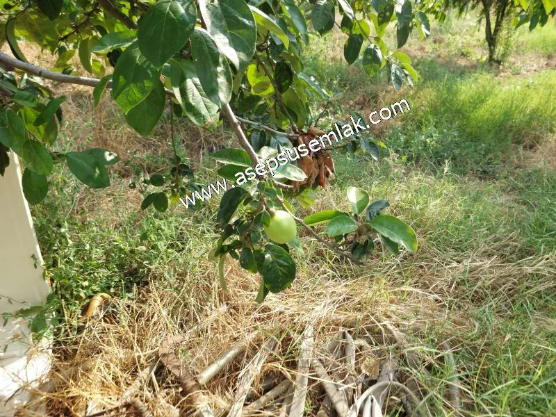831 M2 KADASTRO YOLLU BAHÇE
