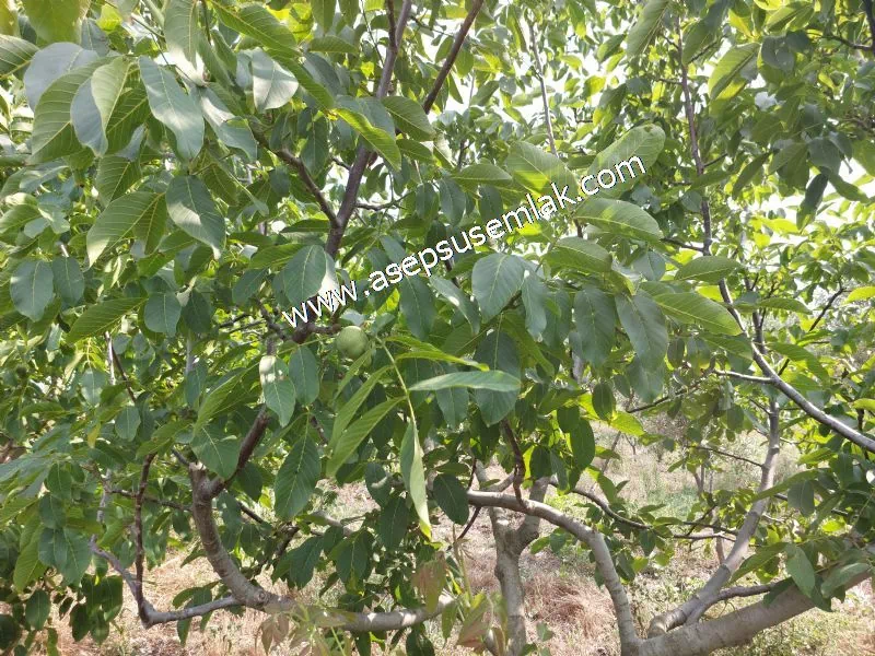 831 M2 KADASTRO YOLLU BAHÇE