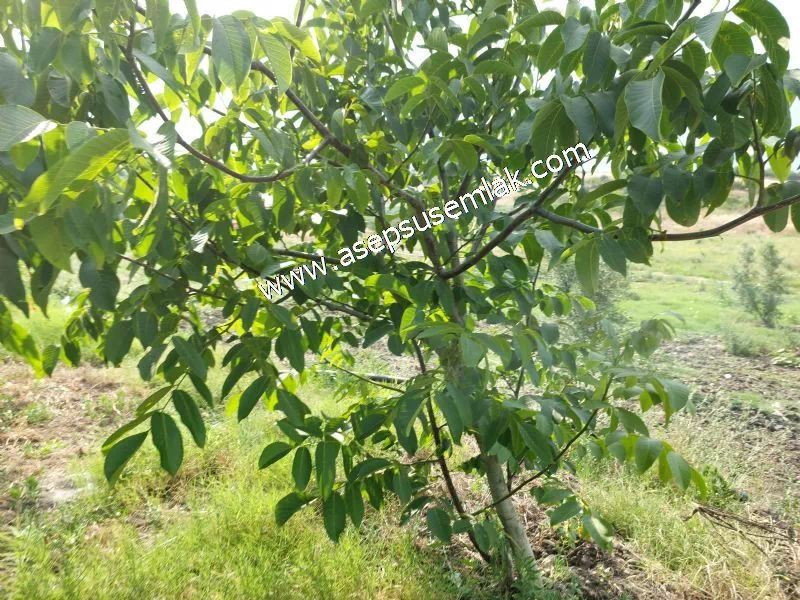 831 M2 KADASTRO YOLLU BAHÇE