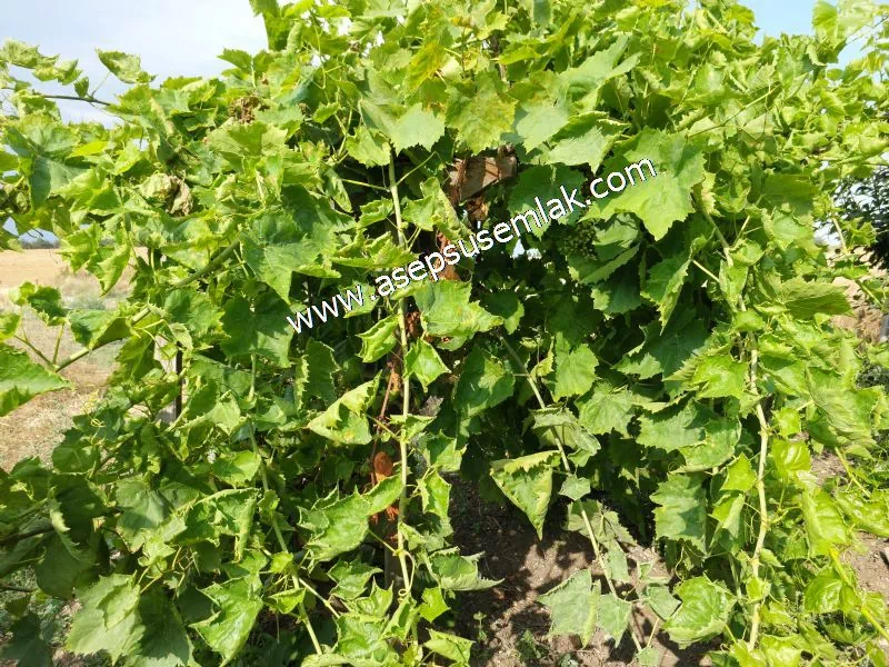 831 M2 KADASTRO YOLLU BAHÇE