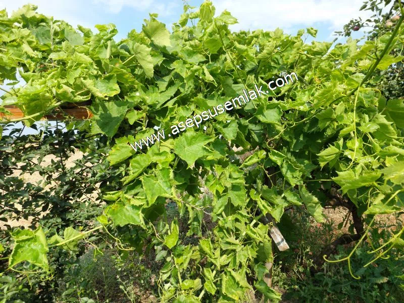 831 M2 KADASTRO YOLLU BAHÇE