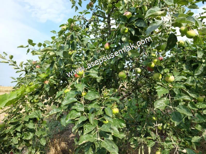 831 M2 KADASTRO YOLLU BAHÇE