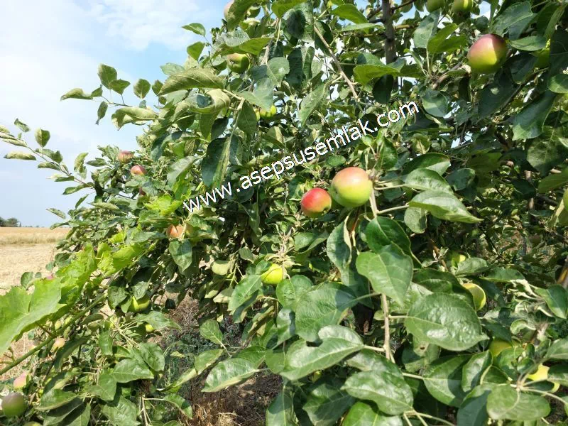831 M2 KADASTRO YOLLU BAHÇE