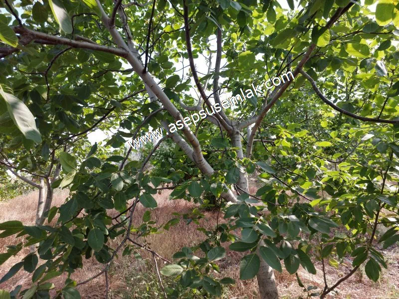 831 M2 KADASTRO YOLLU BAHÇE