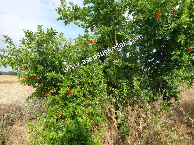 831 M2 KADASTRO YOLLU BAHÇE