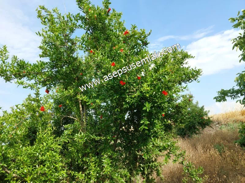 831 M2 KADASTRO YOLLU BAHÇE