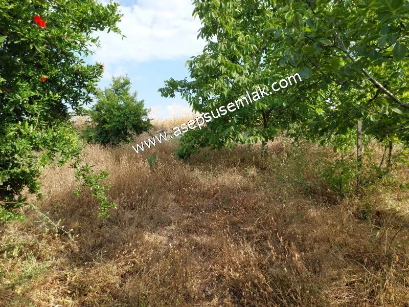 831 M2 KADASTRO YOLLU BAHÇE