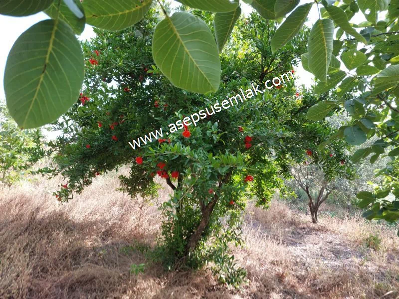 831 M2 KADASTRO YOLLU BAHÇE