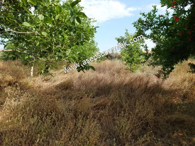 831 M2 KADASTRO YOLLU BAHÇE
