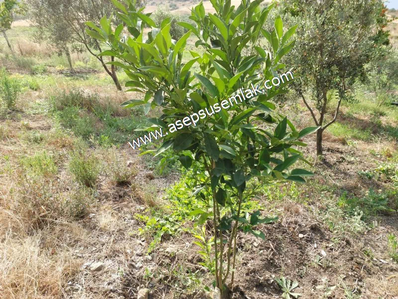 831 M2 KADASTRO YOLLU BAHÇE