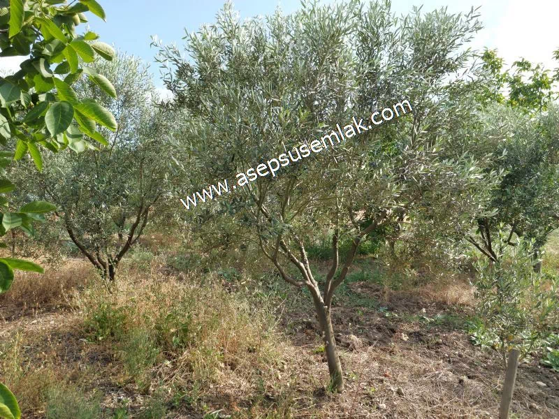 831 M2 KADASTRO YOLLU BAHÇE