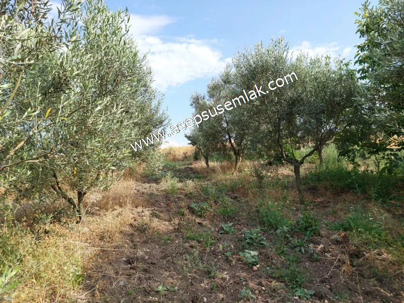 831 M2 KADASTRO YOLLU BAHÇE