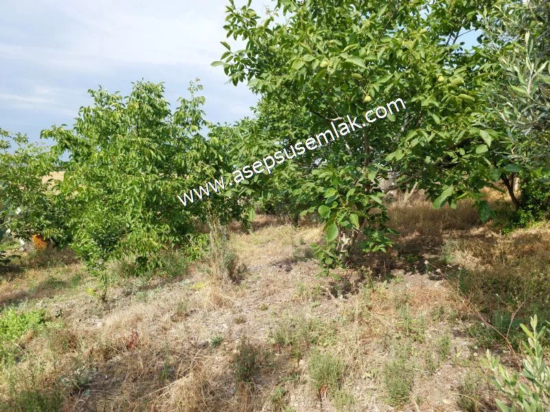 831 M2 KADASTRO YOLLU BAHÇE