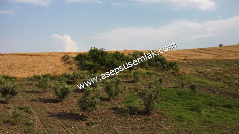 831 M2 KADASTRO YOLLU BAHÇE
