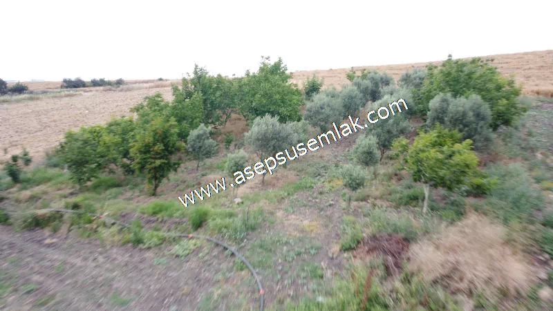 831 M2 KADASTRO YOLLU BAHÇE