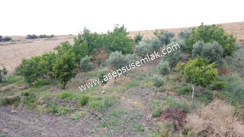 831 M2 KADASTRO YOLLU BAHÇE