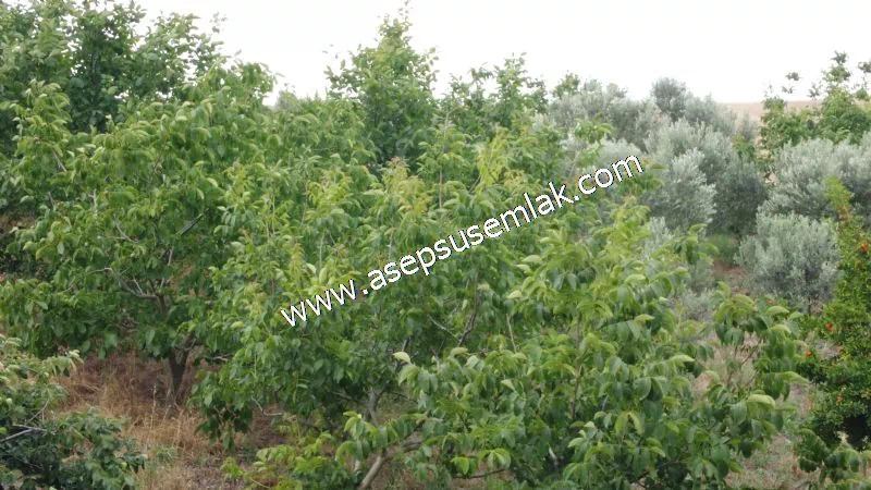 831 M2 KADASTRO YOLLU BAHÇE