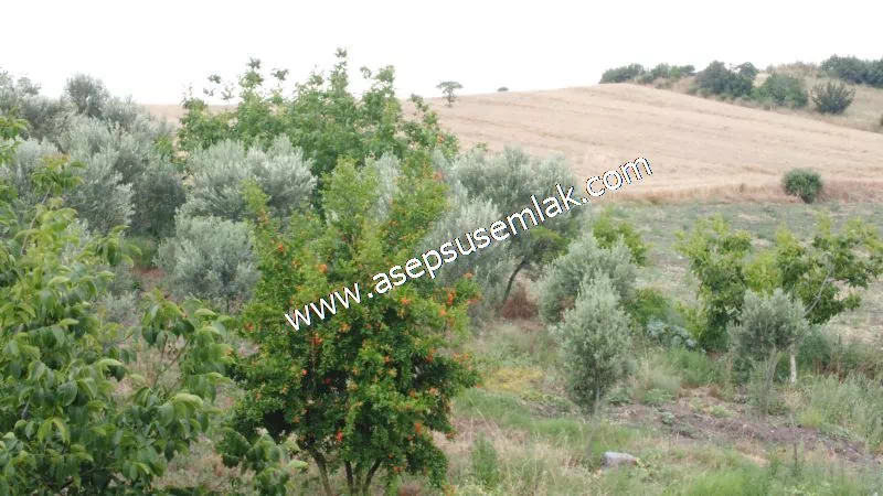 831 M2 KADASTRO YOLLU BAHÇE