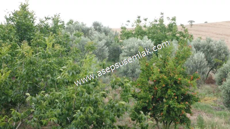 831 M2 KADASTRO YOLLU BAHÇE