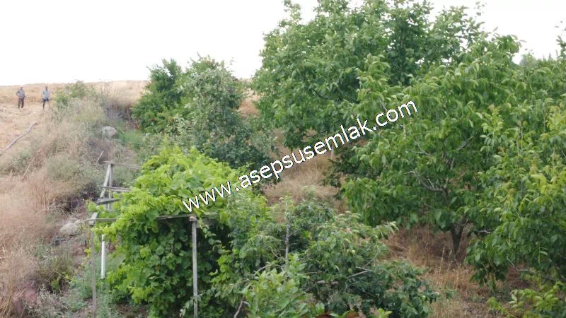 831 M2 KADASTRO YOLLU BAHÇE