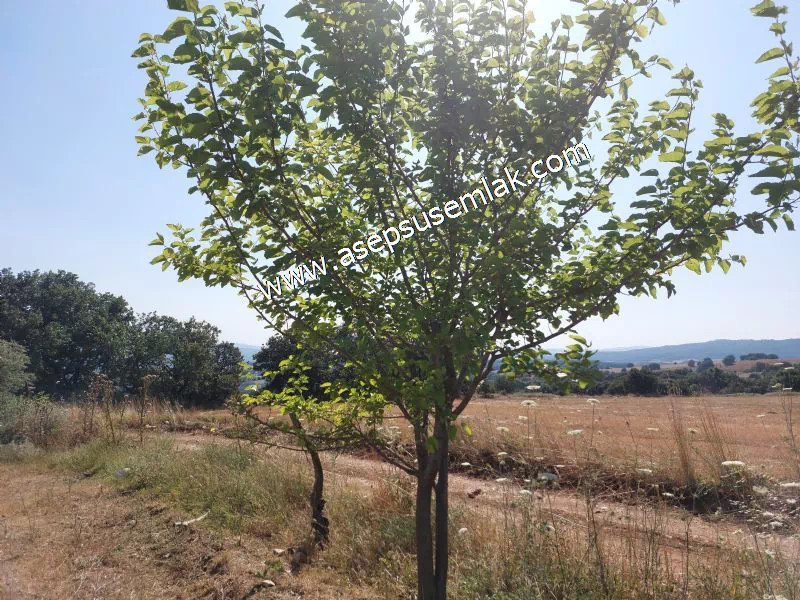 9 Dönüm Ceviz Bahçesi