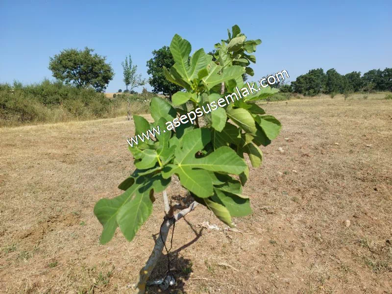 9 Dönüm Ceviz Bahçesi