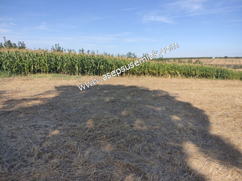 2.578 M2 Yatırımlık Tarla Meyve, Hobi Bahçesi