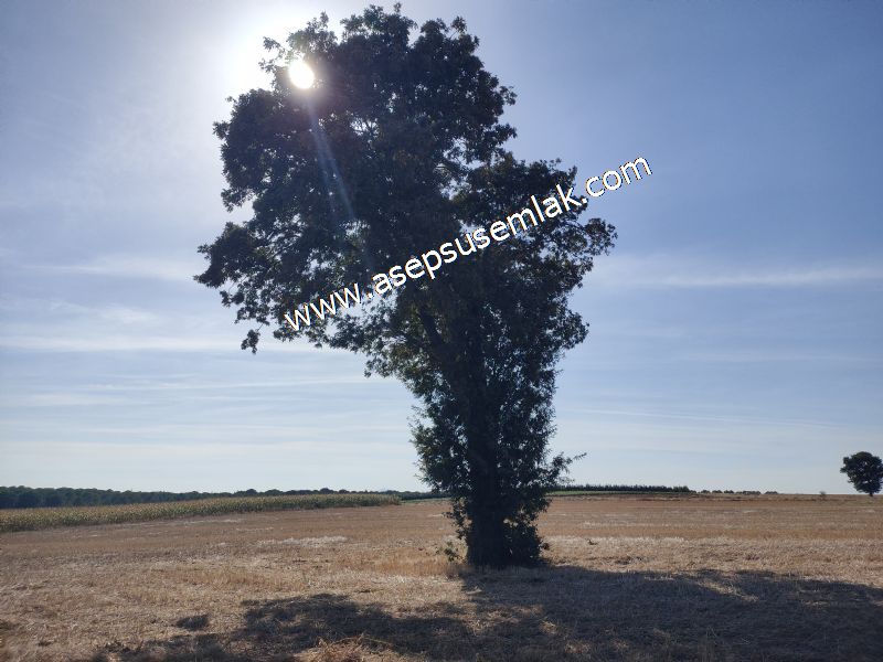 2.578 M2 Yatırımlık Tarla Meyve, Hobi Bahçesi