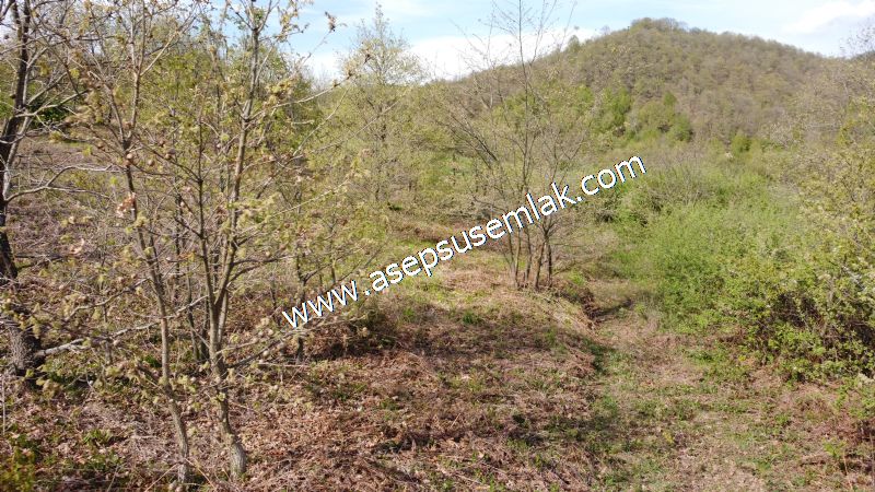 9.086 M2 Yatırımlık Tarla Arıcılık, Hayvancılık Orman'a Cepheli