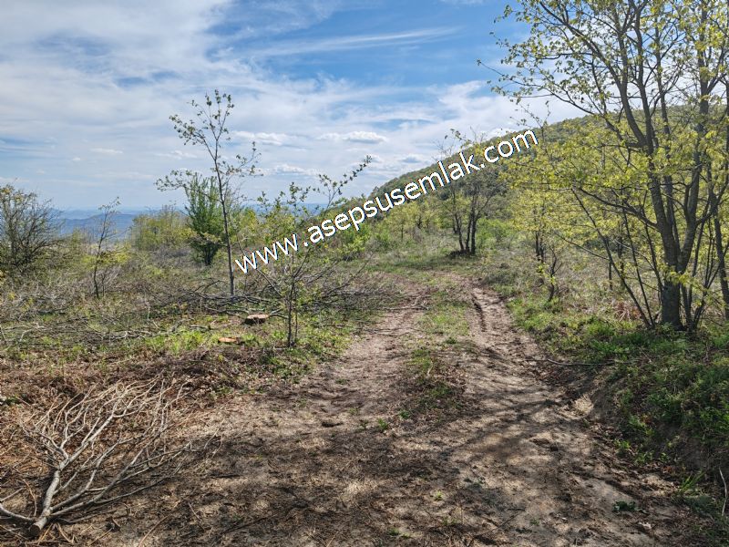 9.086 M2 Yatırımlık Tarla Arıcılık, Hayvancılık Orman'a Cepheli