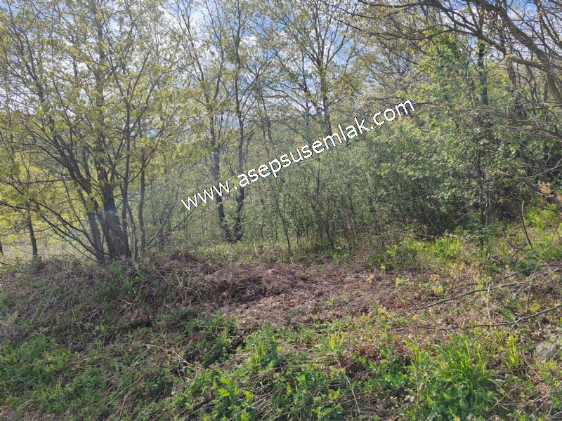 9.086 M2 Yatırımlık Tarla Arıcılık, Hayvancılık Orman'a Cepheli