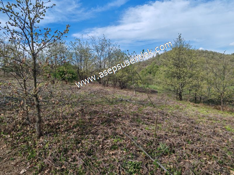 9.086 M2 Yatırımlık Tarla Arıcılık, Hayvancılık Orman'a Cepheli