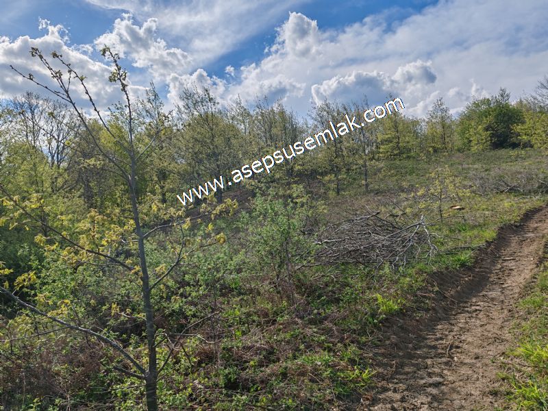 9.086 M2 Yatırımlık Tarla Arıcılık, Hayvancılık Orman'a Cepheli