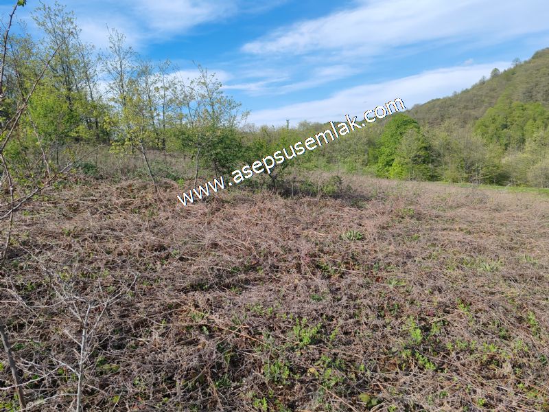 9.086 M2 Yatırımlık Tarla Arıcılık, Hayvancılık Orman'a Cepheli