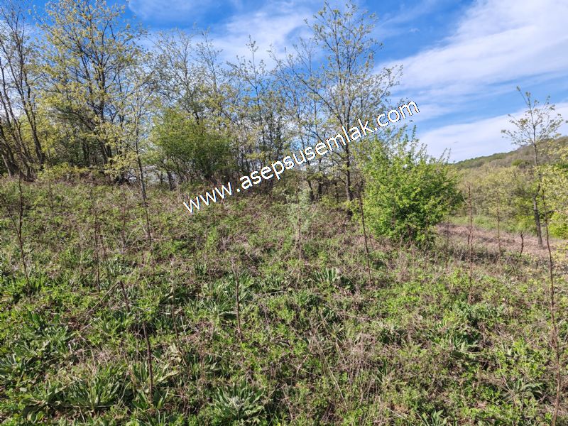 9.086 M2 Yatırımlık Tarla Arıcılık, Hayvancılık Orman'a Cepheli