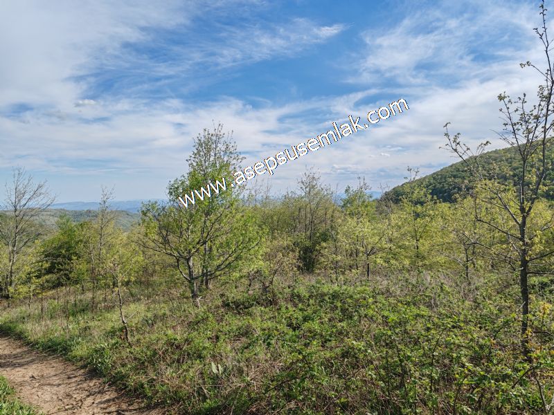 9.086 M2 Yatırımlık Tarla Arıcılık, Hayvancılık Orman'a Cepheli