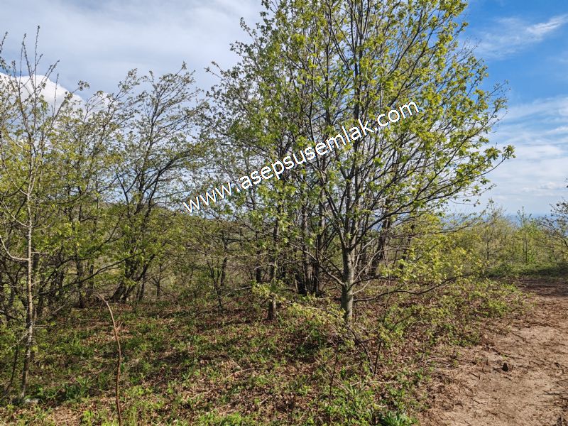 9.086 M2 Yatırımlık Tarla Arıcılık, Hayvancılık Orman'a Cepheli