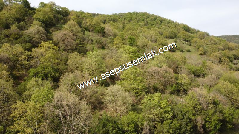 8.900 M2 Yatırımlık Tarla Arıcılık, Hayvancılık Orman'a Cepheli