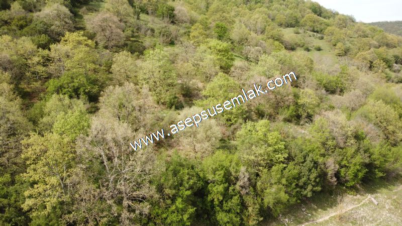 8.900 M2 Yatırımlık Tarla Arıcılık, Hayvancılık Orman'a Cepheli
