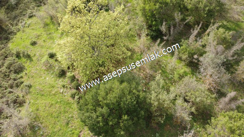 8.900 M2 Yatırımlık Tarla Arıcılık, Hayvancılık Orman'a Cepheli
